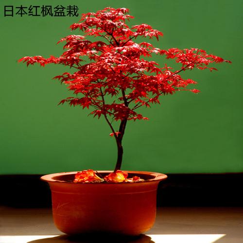 日本紅楓苗 美國紅楓苗 紅楓小苗 花卉植物盆栽 四季種植-圖1