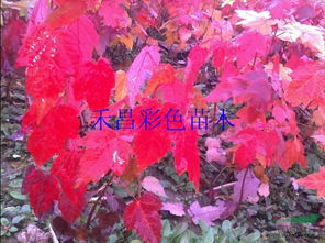 供應喬木美國紅楓,美國紅楓小苗直銷基地,河南美國紅楓批發價格