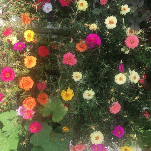 養花人都喜歡的2種 重瓣 花卉,譽為 開花機器 ,1年開200天