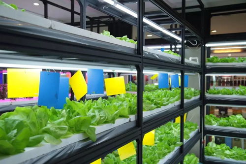 新開(kāi)張丨農(nóng)科院水培果蔬 胡同中式下午茶 回 北平 的精品咖啡館