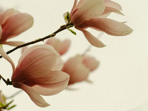 靈感選香 花間集,東方韻 中國(guó)十大名花個(gè)護(hù)香氛推薦