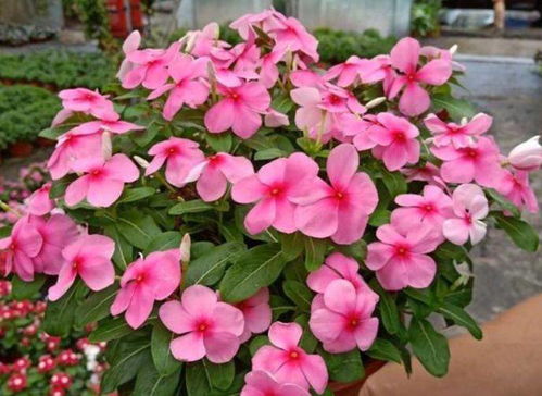 此款花卉,花艷易爆盆,養在家里繁花似錦,清新脫俗