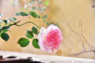 花卉攝影練習|攝影|產品攝影|藝baby瑩 