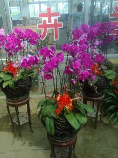 青州蝴蝶蘭供應(yīng)基地山東蝴蝶蘭批發(fā)價(jià)格花卉_農(nóng)副產(chǎn)品_世界工廠網(wǎng)中國(guó)產(chǎn)品信息庫(kù)