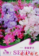【紫羅蘭植物】最新最全紫羅蘭植物 產(chǎn)品參考信息