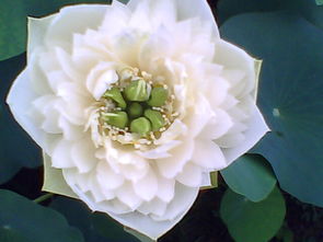 睡蓮種子報(bào)價(jià) 大量供應(yīng)銷(xiāo)量好的睡蓮種子