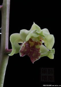 精品蕙蘭復花多圖
