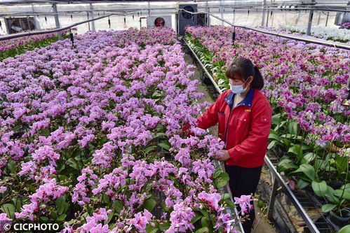 山東青州 花卉種植 助農(nóng)增收