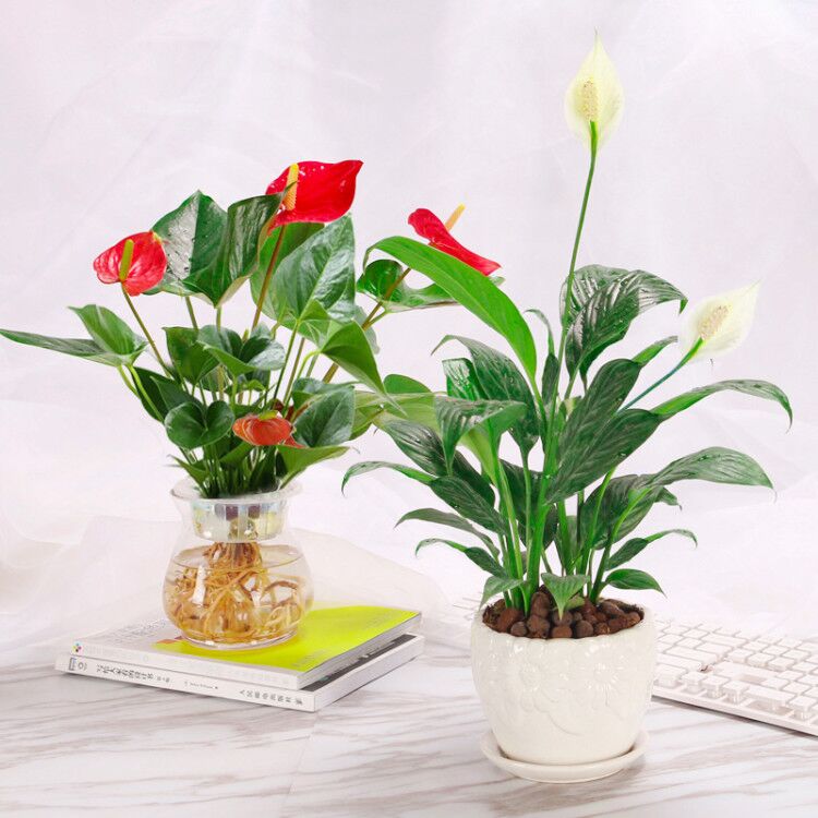 位圖 植物攝影 寫實花卉 花朵 百合 免費素材產品工業(yè)素.