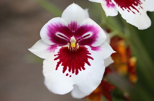 這 4種 花卉養(yǎng)的好,老花匠都稱贊,能養(yǎng)活1盆的人,絕對是高手