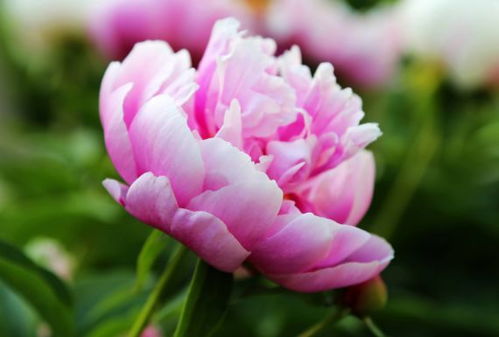 5月23日 5月29日,家養(yǎng)此款花卉,花朵大花期長,高貴優(yōu)雅