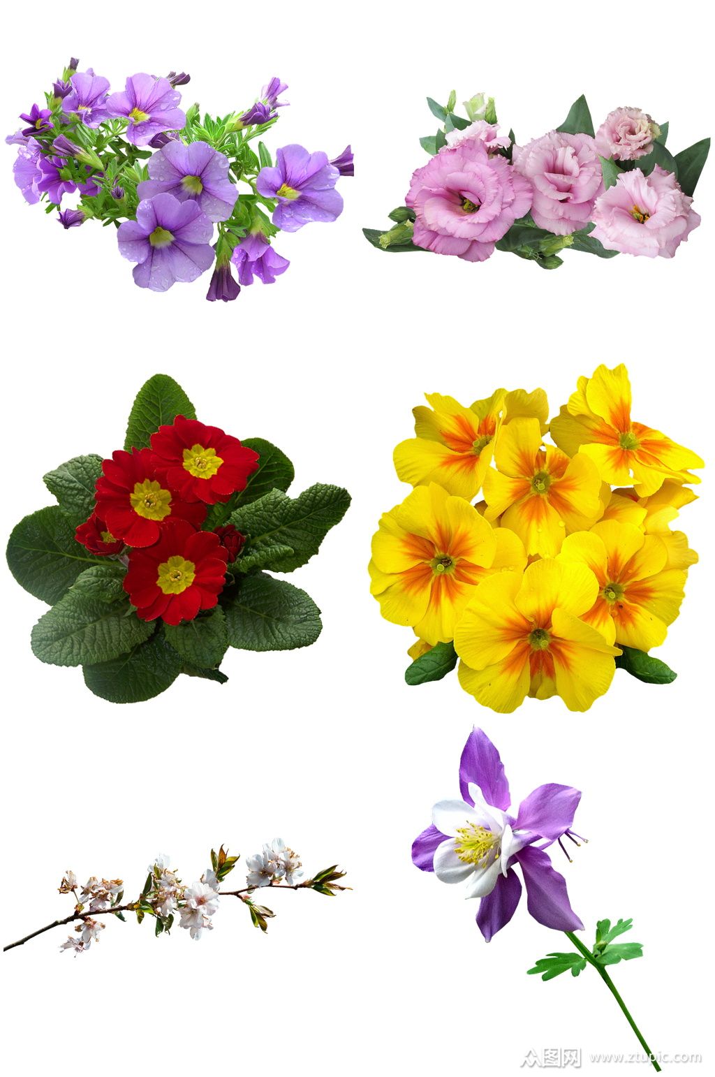 位圖 寫實花卉 植物 花朵 旱金蓮 免費素材產(chǎn)品工業(yè)素材.