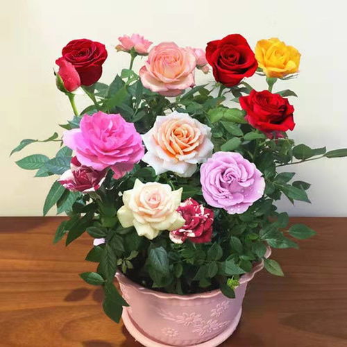 玫瑰花苗四季開花大花月季室內(nèi)外綠植物盆栽花卉桌面陽臺觀花植物