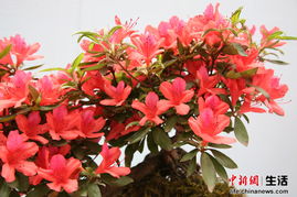 中新網(wǎng)高清圖 第二屆井岡山國際杜鵑花節(jié)精品花卉展 6