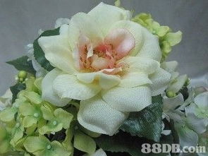 macherry global company limited提供各式各樣的花卉, 人造花, 圣誕花卉等植物產(chǎn)品