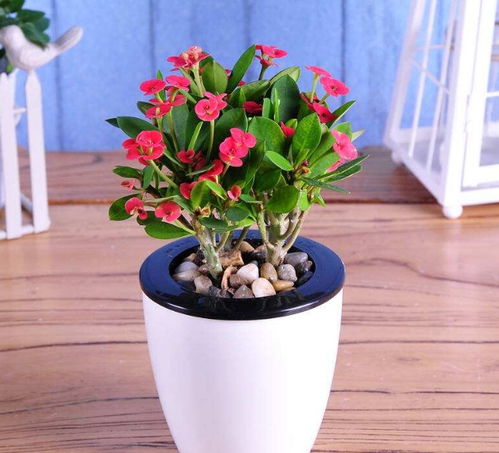 室內(nèi)開花,易養(yǎng)的植物,2018不可錯(cuò)過的花卉品種