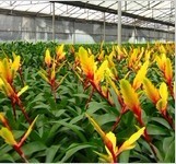 成都植物批|成都辦公室植物租擺|成都花卉租擺_農副產品_世界工廠網中國產品信息庫