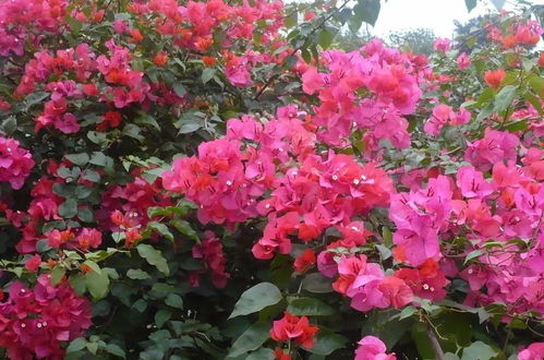 花卉養護 冬季花卉養護指南,安全越冬并不難