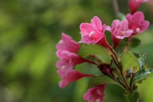 花卉 錦帶花