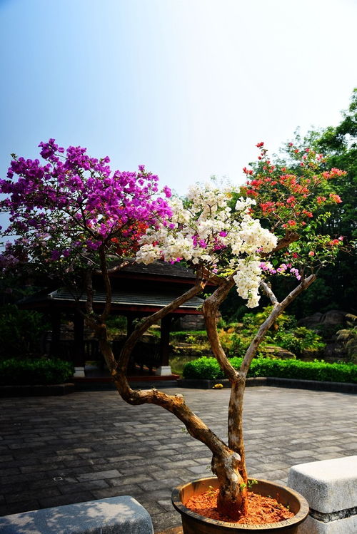 西雙版納熱帶花卉植物園