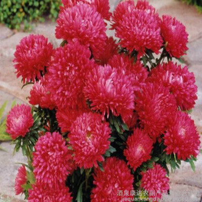 廠家直銷花卉種子 優質翠菊種子 重瓣紅色翠菊 江西臘七月 工程綠化 園藝花卉圖片_高清圖_細節圖-酒泉康達農副產品專業合作社