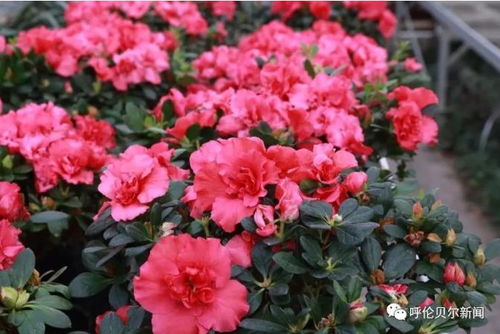 新春走基層 休閑賞花過大年 花卉游覽人氣旺