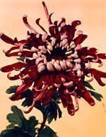 【麒麟花卉】最新最全麒麟花卉 產品參考信息