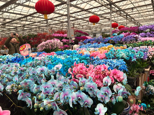 北京豐臺7大花卉市場集中 上新